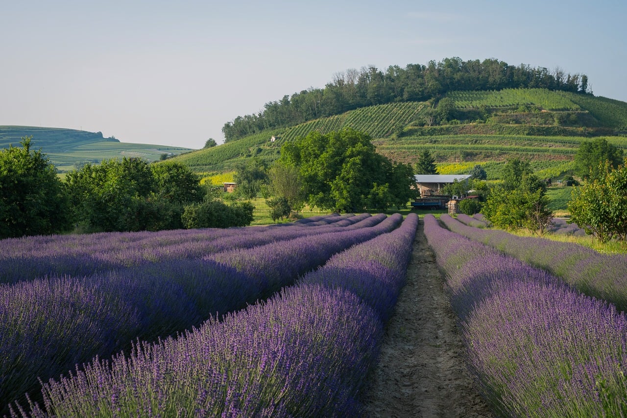 10 Lavender Blend Recipes for Thoughtful Homemade Gifts