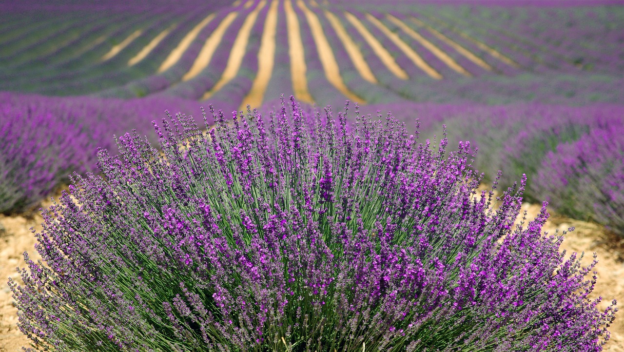 DIY Lavender Face Mist: A Refreshing Toner-Style Spritz