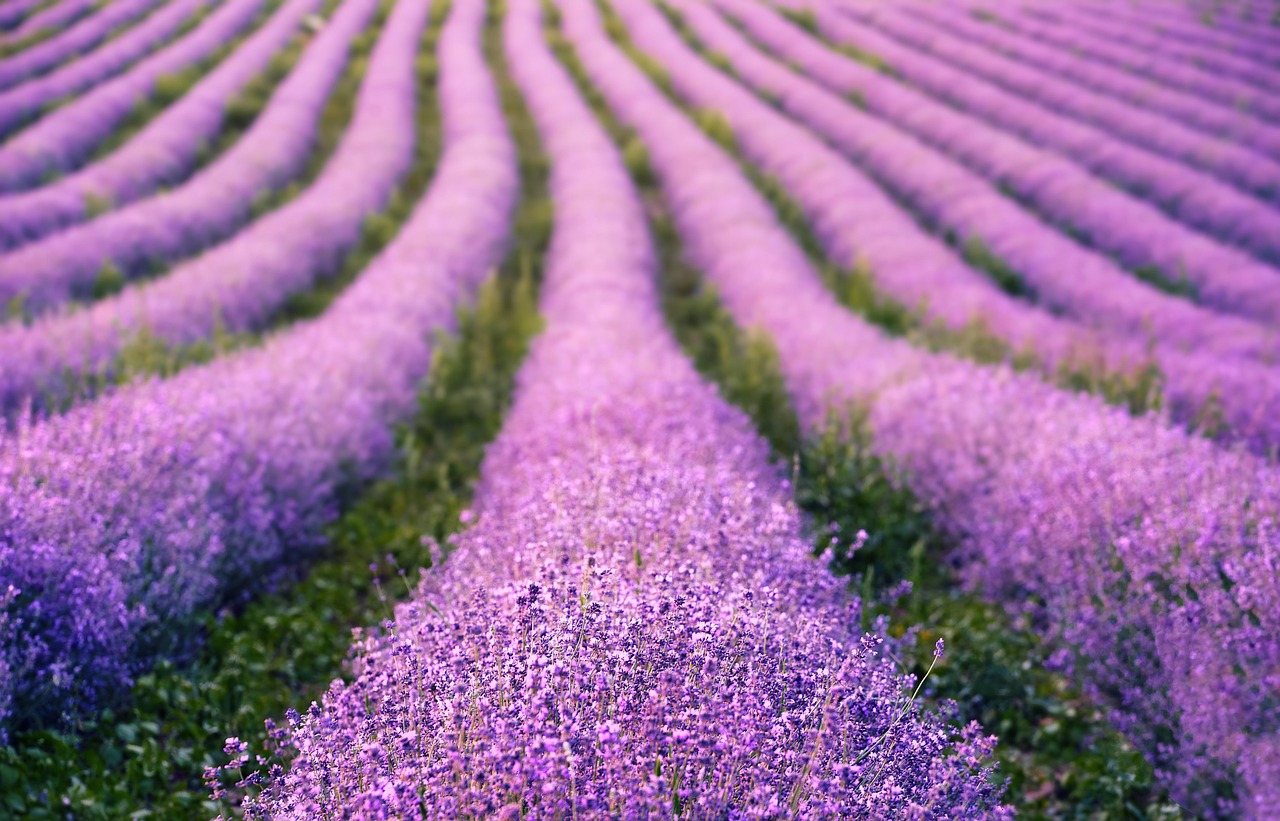 How Lavender Oil Is Made: From Field Harvest to Steam Distillation
