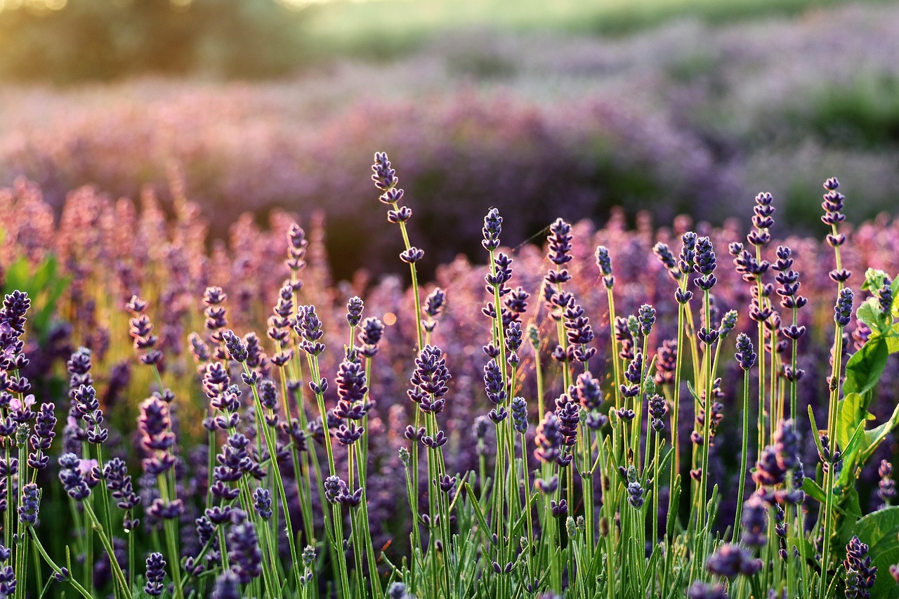 Kashmir and English Lavender Oils: Rare Origins Worth Knowing