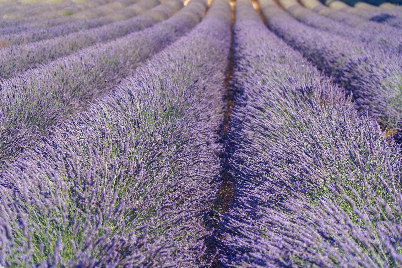 Lavender Oil vs Chamomile Oil: Comparing Two Classic Evening Aromas
