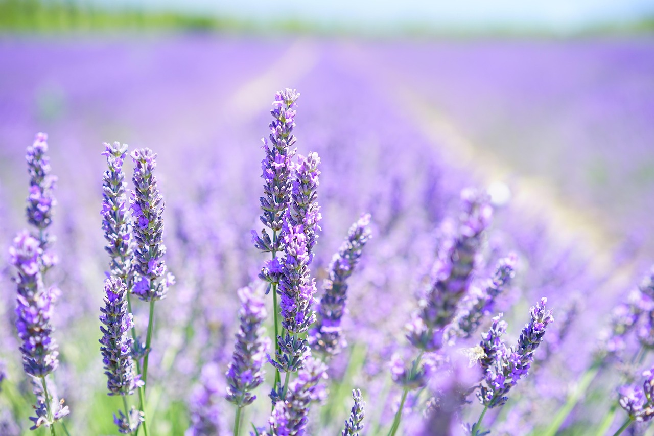Wholesale Lavender Oil: A Buyer's Guide to Bulk Sizes and Pricing